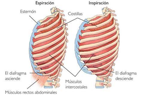 Diagrama de músculos respiratorios durante ejercicio