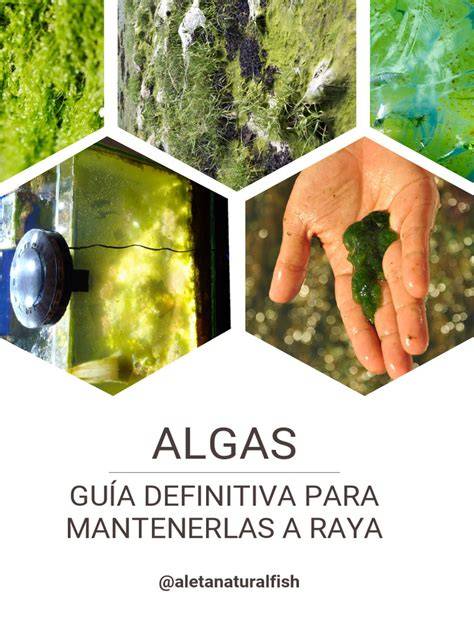 cepillado de algas en rocas de acuario