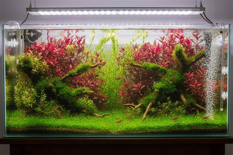 acuario plantado durante apagón total