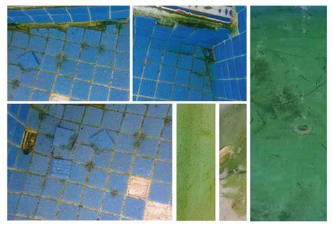 Tipos de algas en paredes de piscina
