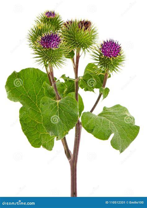 Planta de bardana Arctium lappa