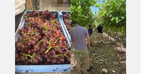 Uvas ecológicas para ayuno depurativo