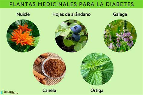 Plantas medicinales del Depurativo Mech