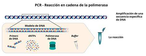 Esquema de mezcla de reacción PCR