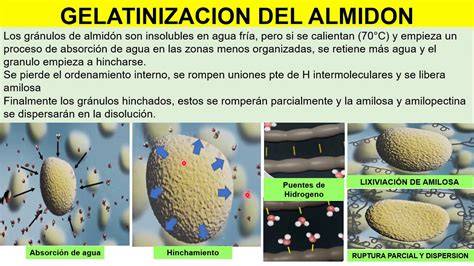 Gelatinización del almidón en agua