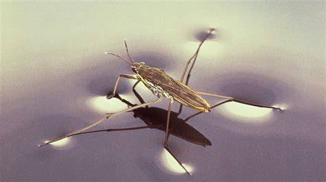 insecto caminando sobre el agua