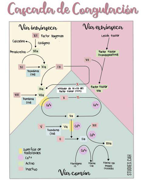 Esquema de las vías de coagulación