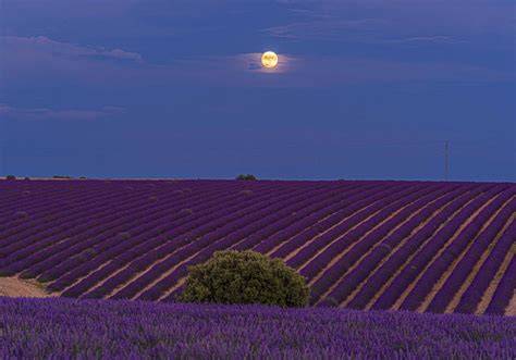 Campos de lavanda en flor antes de destilación