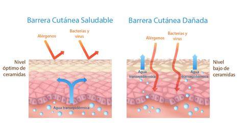 capas de la piel y barrera cutánea
