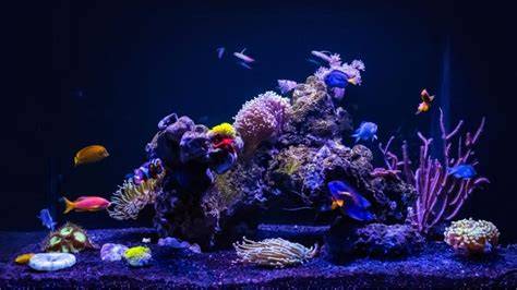 Acuario marino con agua destilada