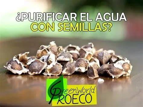 Semillas de moringa para purificar agua