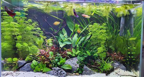 Acuario plantado cubierto para controlar algas