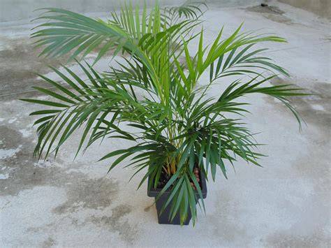 Palmera de bambú en terraza luminosa