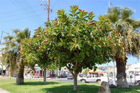 Ficus robusta en patio exterior