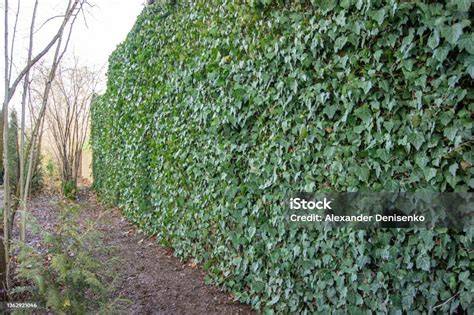 Hiedra inglesa cubriendo una valla de jardín
