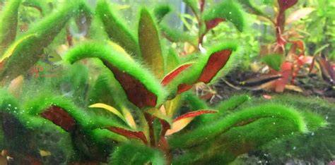 Tipos de algas en acuario plantado
