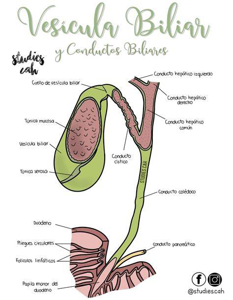 Esquema de vesícula y conductos biliares