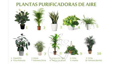 Plantas pequeñas purificadoras en interior