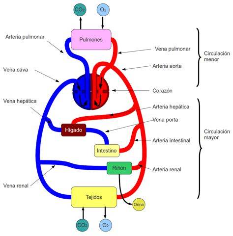esquema del sistema lavaparabrisas