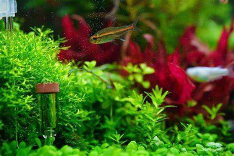 Preparación de agua de reserva para acuario