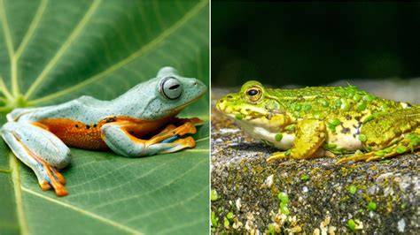 Ranas y sapos en una charca cristalina