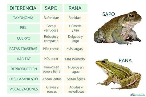 Mapa de etapas con ranas y sapos
