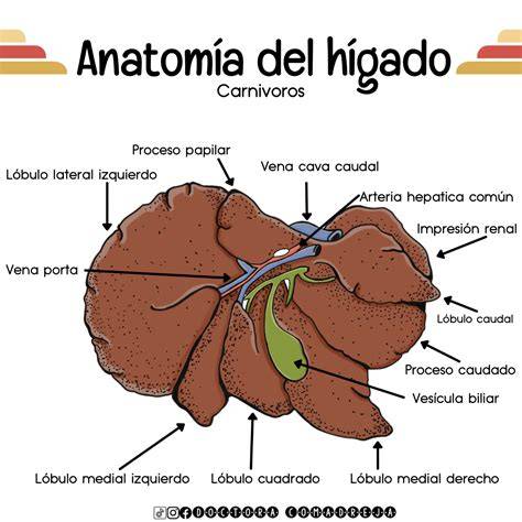 Hígado de perro y gato esquema anatómico