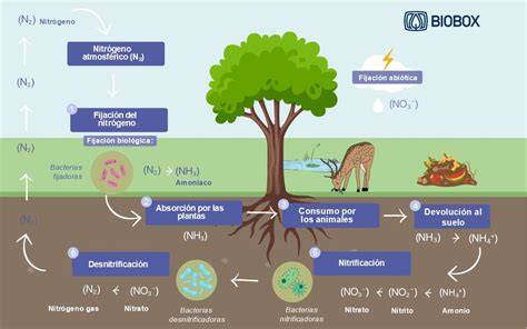 Ciclo de nitrificación en filtro biológico