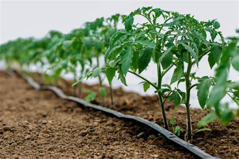 Cultivo intensivo de tomate bajo plástico