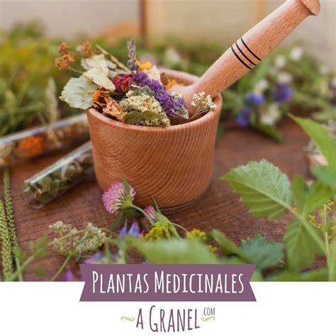 Plantas medicinales para depuración natural