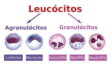 Leucocitos tipos principales sistema inmunitario