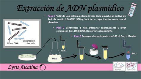 Esquema de purificación de ADN plasmídico