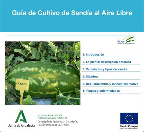 Calendario de cultivo de sandía al aire libre