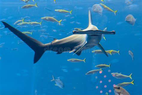 Acuario con tiburón martillo