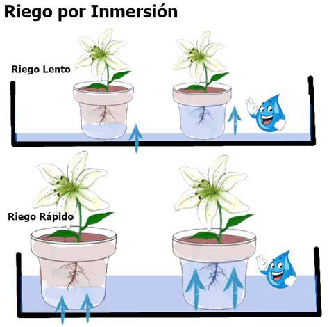 Riego por inmersión de tillandsia