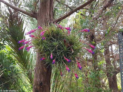 Floración fucsia de clavel del aire