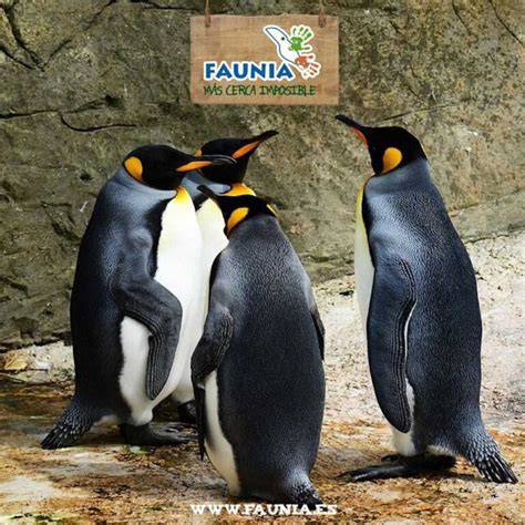 Faunia parque zoológico Madrid animales