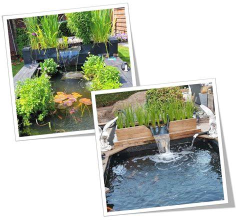 filtro vegetal para estanque con plantas
