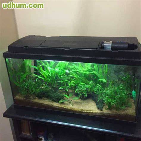 caudal y circulación en pecera de 100 litros
