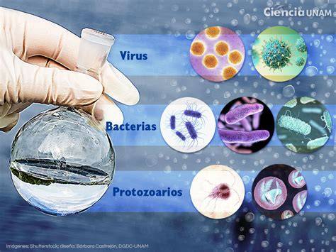 Microorganismos del agua virus bacterias parásitos