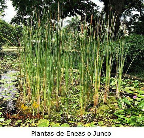 Humedal artificial con juncos eneas y plantas flotantes
