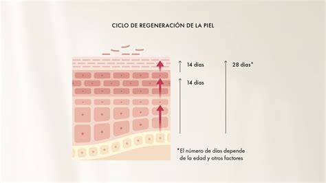 Capas de la piel y renovación celular
