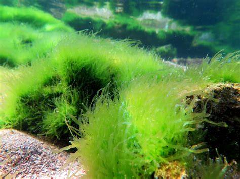 Algas verdes sobre plantas y cristal