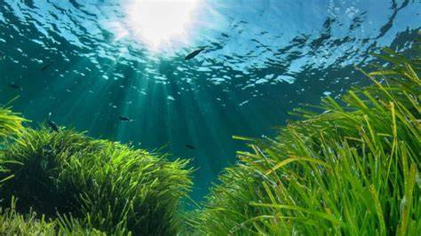 Emisario submarino y praderas de Posidonia