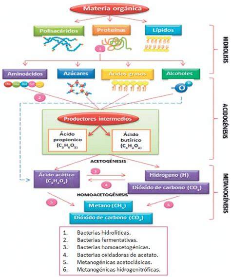 Esquema de digestión anaerobia de lodos