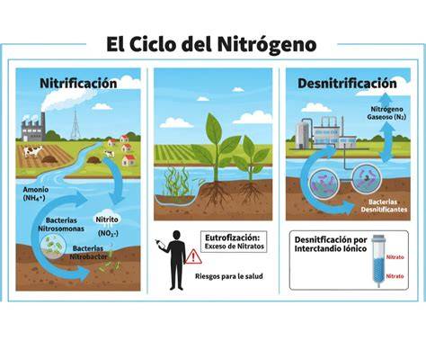 Esquema de nitrificación y desnitrificación