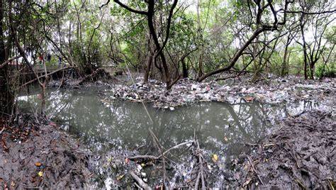 Contaminación por residuos en manglar urbano