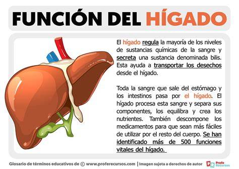 Ubicación y funciones principales del hígado