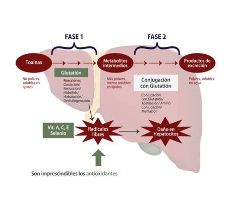 Fases de detoxificación hepática