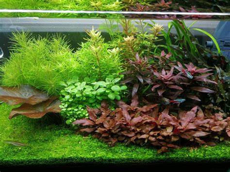 Plantas acuáticas antialgas en acuario plantado